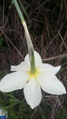 Narcissus × incomparabilis