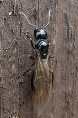 Camponotus laevissimus