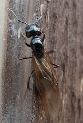 Camponotus laevissimus