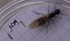 Camponotus laevissimus