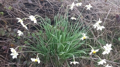 Narcissus × incomparabilis