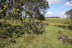 Berkheya bipinnatifida bipinnatifida