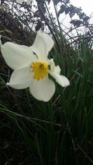Narcissus × incomparabilis