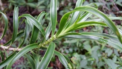 Dracaena