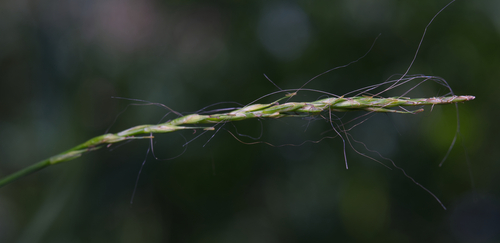 Handsome Bastard Grass (Carex subtilis)