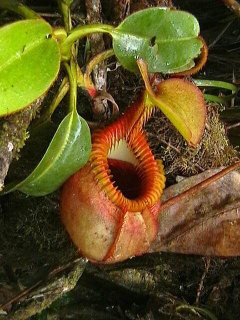 tropical pitcher-plants in April 2006 by dolzhanskiy · iNaturalist