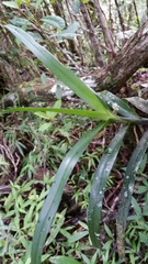 Angraecum viguieri image