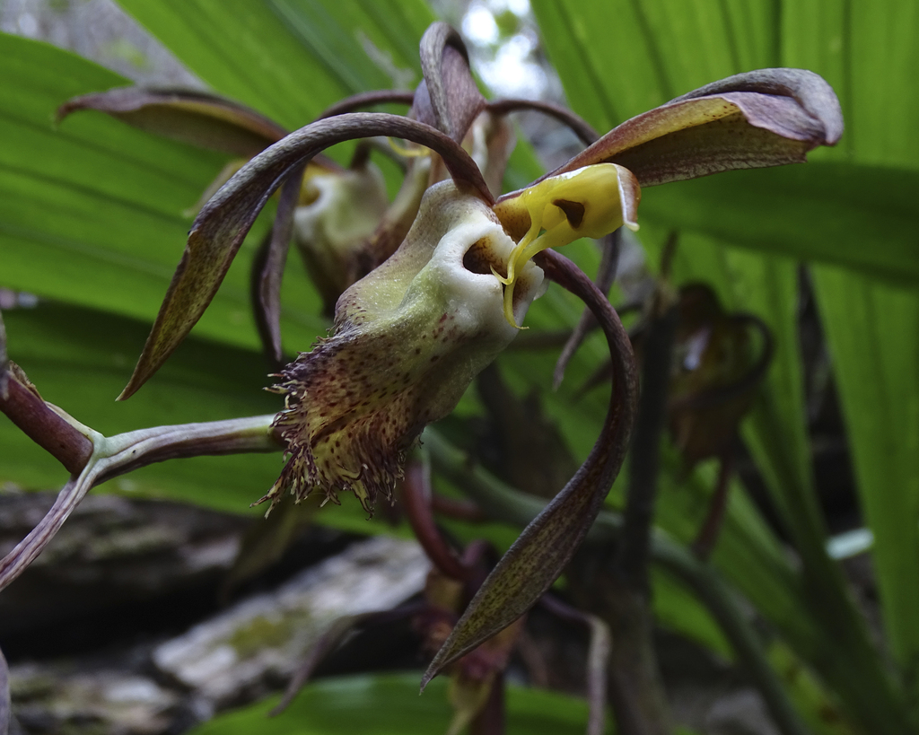 Catasetum incurvum