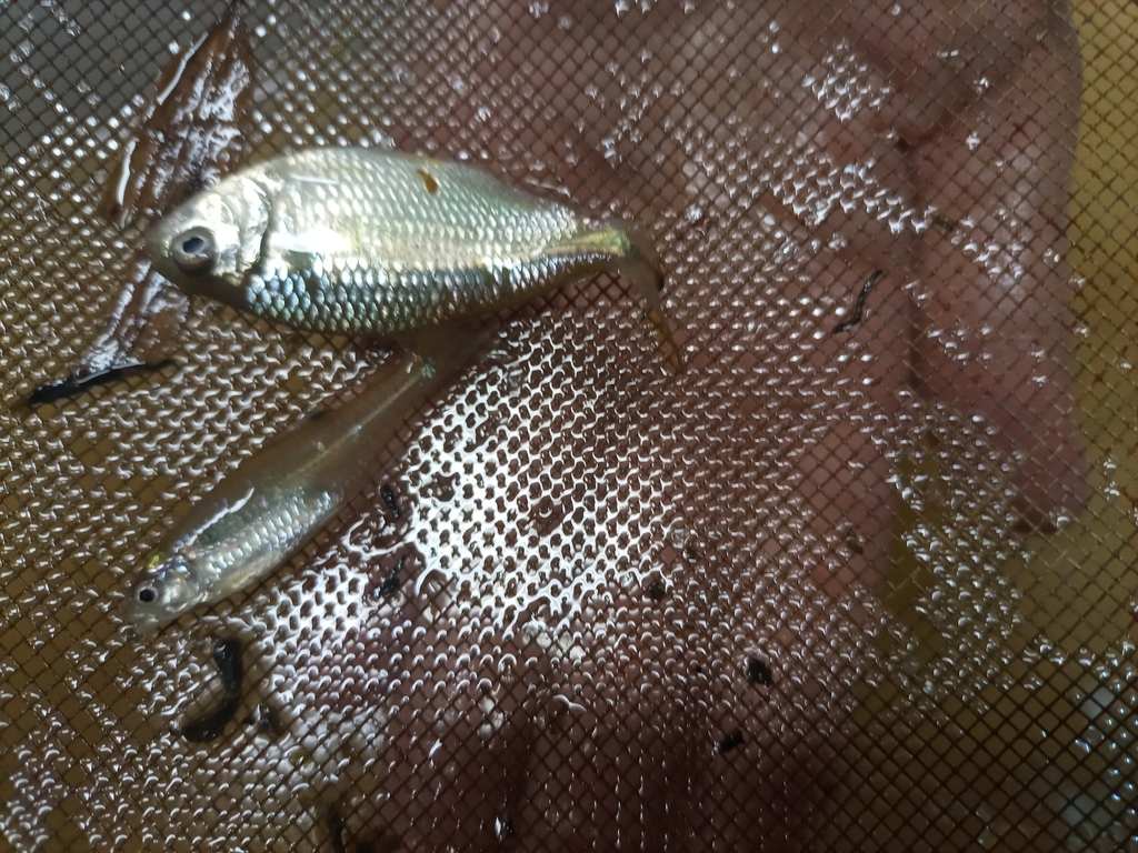 Silver tetra (Piabina argentea) — Characidae