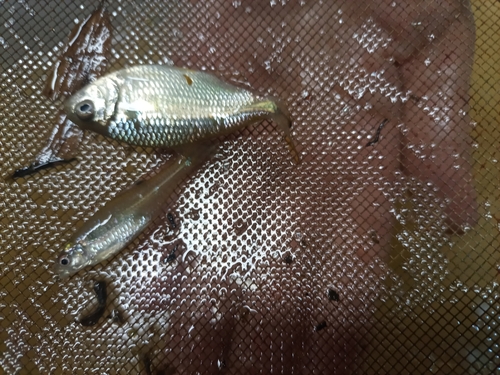 Silver tetra (Piabina argentea) — Characidae