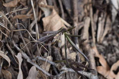 Cardamine concatenata