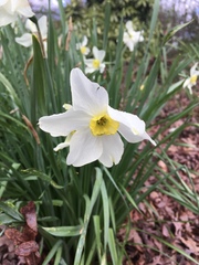 Narcissus poeticus