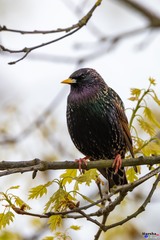 Sturnus vulgaris