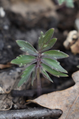 Hydrophyllum virginianum