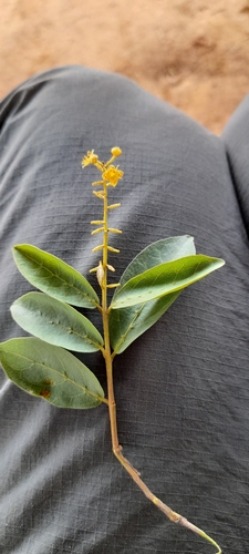 Trailing bushwillow (Combretum celastroides)