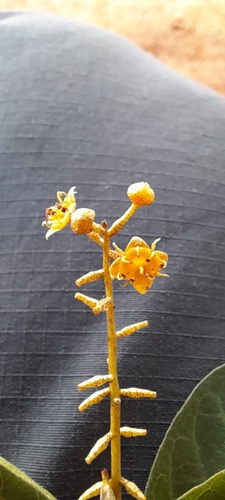 Image of Combretum celastroides by (c) Mathew Rees, some rights reserved (CC BY)