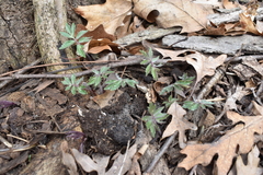 Hydrophyllum virginianum