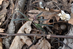 Cardamine concatenata