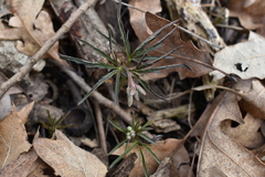 Cardamine concatenata