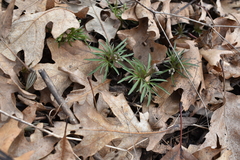 Cardamine concatenata
