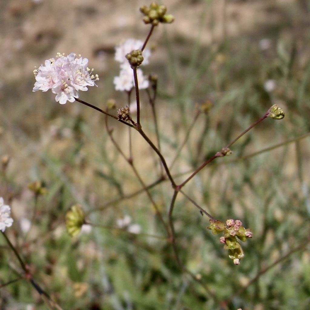 Boerhavia alata