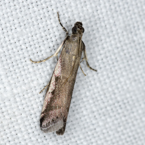 Assara subarcuella (Meyrick, 1879)