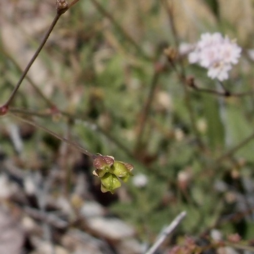 Image of Boerhavia Alata (Boerhavia alata) by (c) Sue Carnahan, some rights reserved (CC BY)