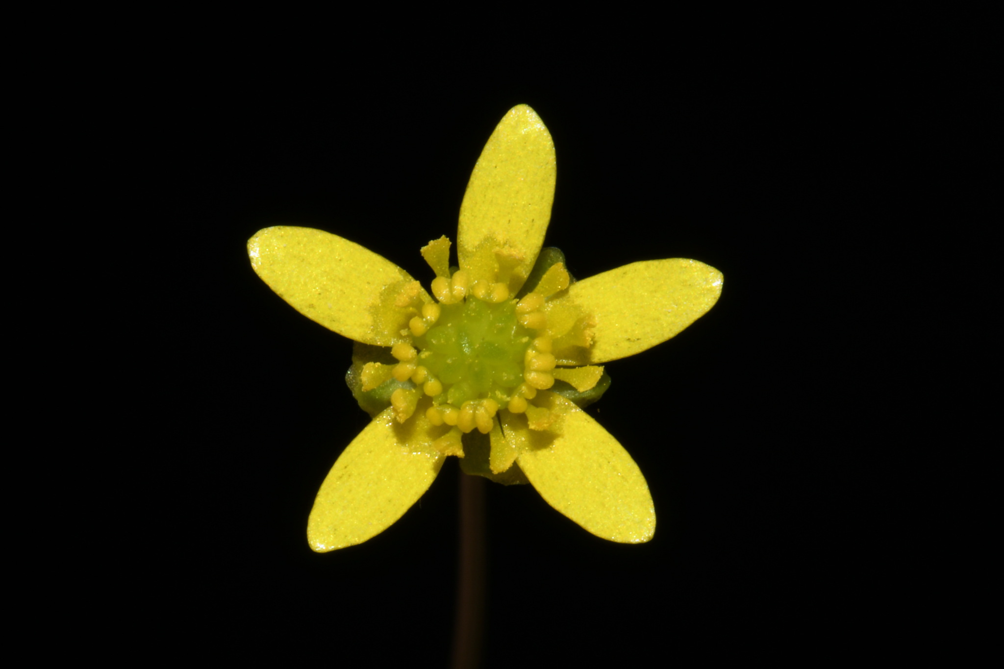 Ranunculus harveyi