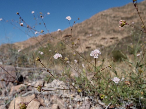Image of Boerhavia Alata (Boerhavia alata) by (c) Sue Carnahan, some rights reserved (CC BY)