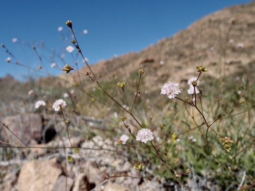 Image of Boerhavia Alata (Boerhavia alata) by (c) Sue Carnahan, some rights reserved (CC BY)