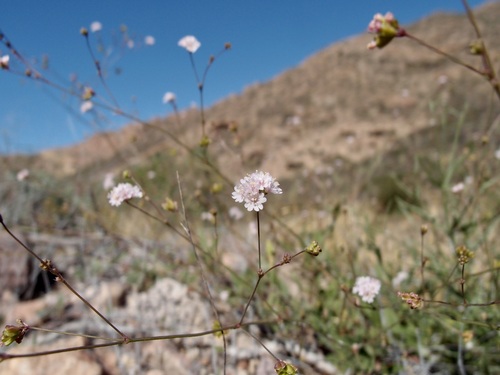 Image of Boerhavia Alata (Boerhavia alata) by (c) Sue Carnahan, some rights reserved (CC BY)