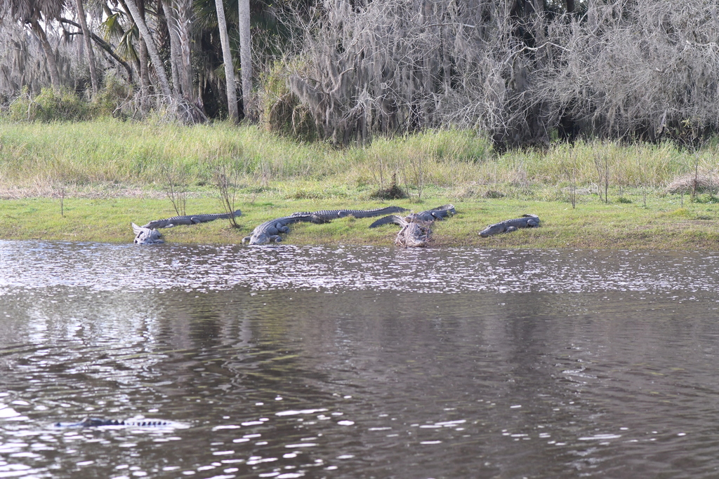 American Alligator from Sarasota County, FL, USA on December 26, 2023 ...