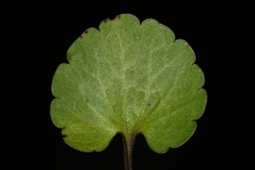 Image of Ranunculus harveyi by (c) Brian Finzel, some rights reserved (CC BY-SA)