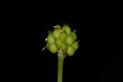 Image of Ranunculus harveyi by (c) Brian Finzel, some rights reserved (CC BY-SA)