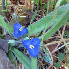 Tradescantia subacaulis