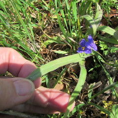 Tradescantia subacaulis