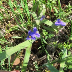 Tradescantia subacaulis