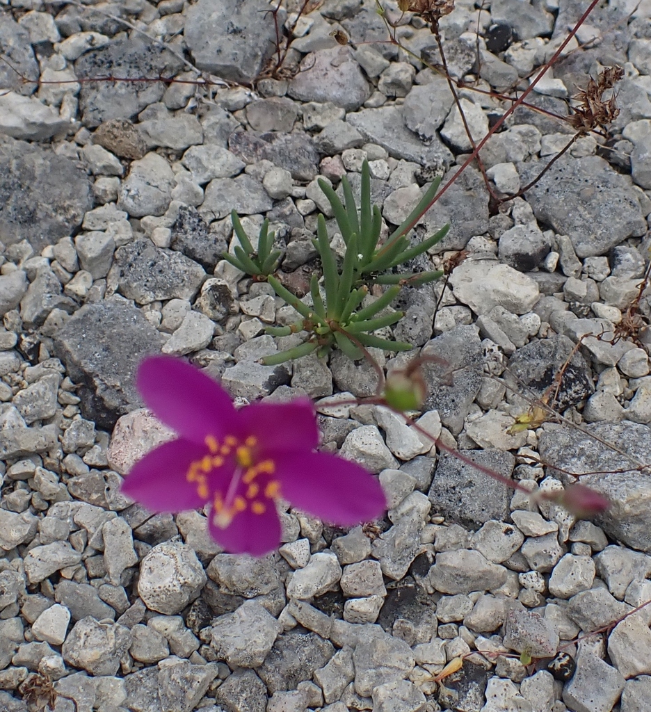 limestone fameflower in May 2023 by gizzardscout · iNaturalist