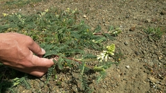 Astragalus nuttallii