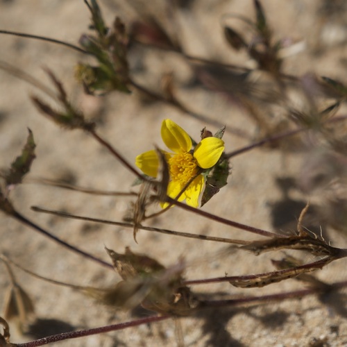 Image of Pectis multiseta by (c) Bill Levine, some rights reserved (CC BY)