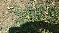 Astragalus nuttallii