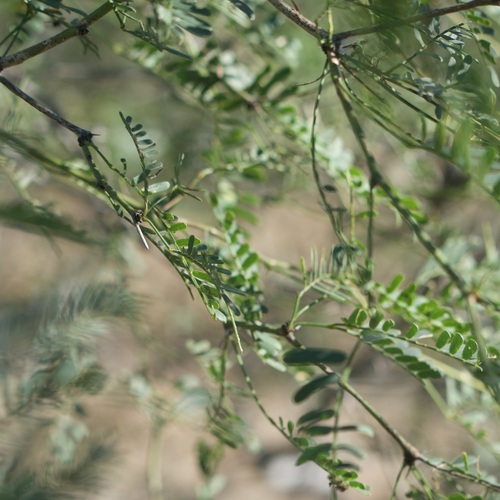 Image of Neltuma articulata by (c) Bill Levine, some rights reserved (CC BY)