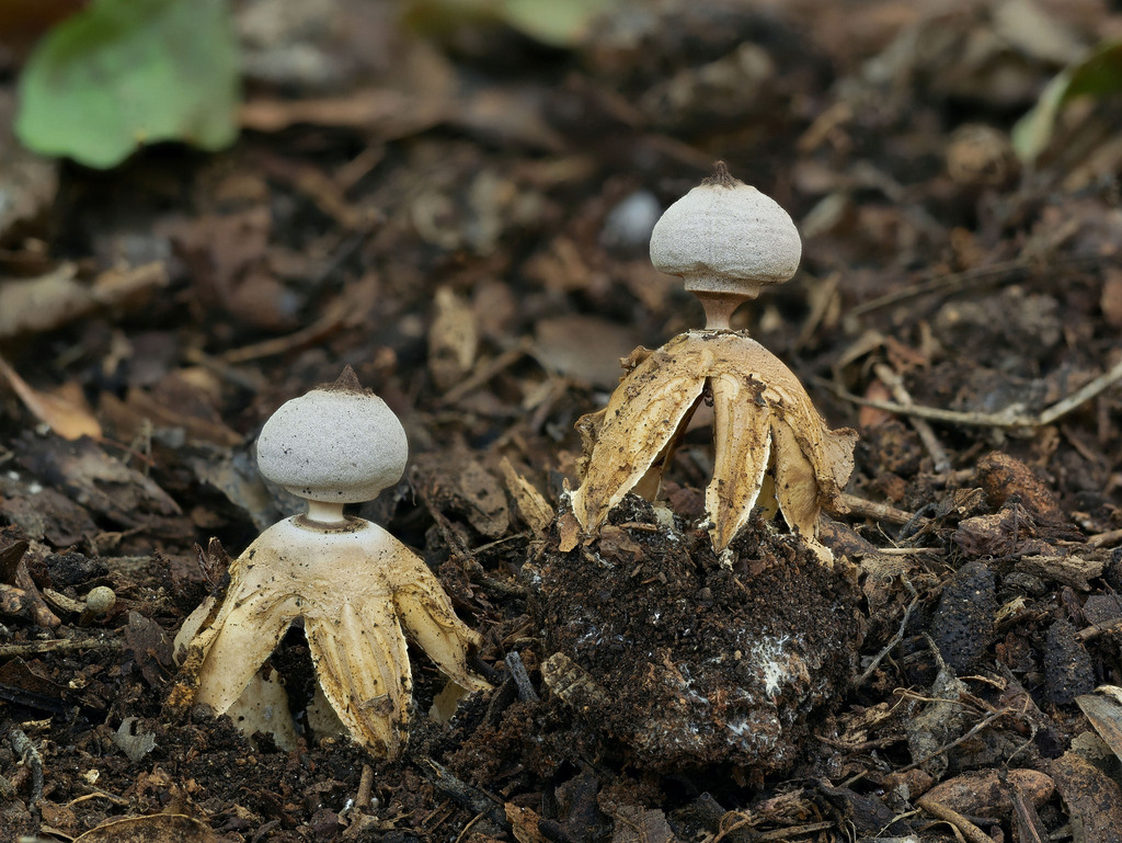 British earthstar