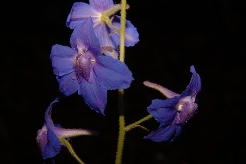 Image of Delphinium alabamicum by (c) Brian Finzel, some rights reserved (CC BY-SA)