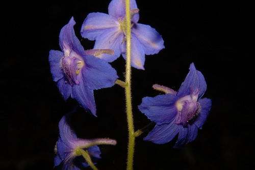 Image of Delphinium alabamicum by (c) Brian Finzel, some rights reserved (CC BY-SA)