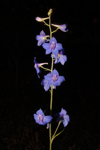 Image of Delphinium alabamicum by (c) Brian Finzel, some rights reserved (CC BY-SA)