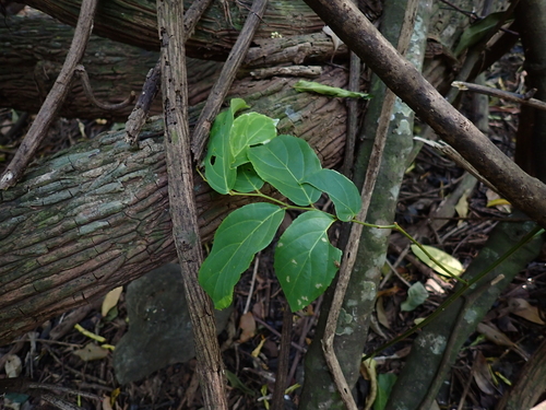 Ventilago madraspatana observed 2023-12-26