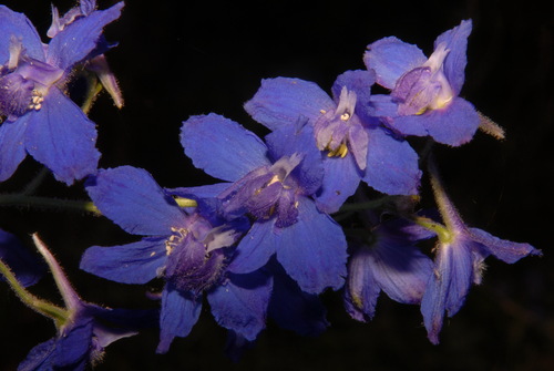 Image of Delphinium alabamicum by (c) Brian Finzel, some rights reserved (CC BY-SA)