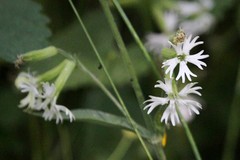 Silene lemmonii