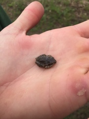 Pseudacris streckeri